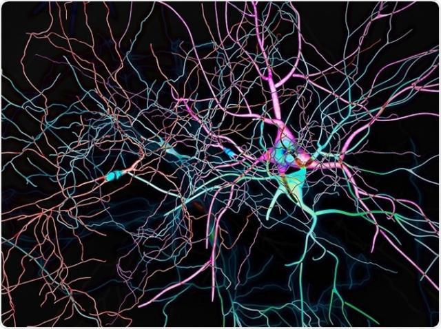 オプトジェネティックスを用い、癌は増殖シグナル伝達のタイミングの変化が鍵であることを発見