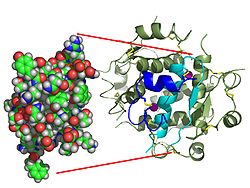 1型糖尿病に関与する新たな免疫細胞を発見。B細胞とT細胞の悪役ハイブリッドが膵臓のインスリン産生細胞への強力な自己免疫攻撃を促進。