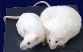 腸内細菌(クロストリジウム)がマウスの肥満を抑制。人の肥満防止への手掛りとなるか?