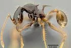 優勢なアリの一属の進化過程、一度は新世界で、もう一度は旧世界で