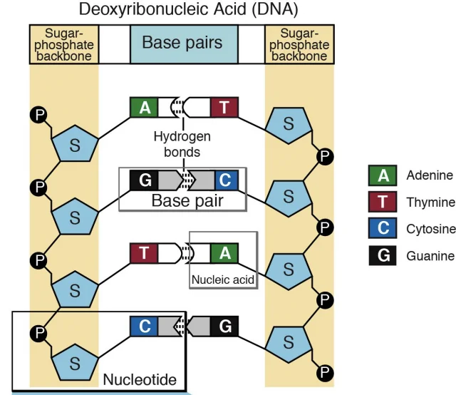 細胞老化について新発見。老化防止薬の開発へ一歩を踏み出す。