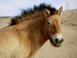 絶滅危惧種のウマの往古の祖先と豊かな遺伝的多様性