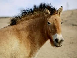 絶滅危惧種のウマの往古の祖先と豊かな遺伝的多様性