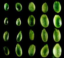 Small RNAが植物の遺伝形質の獲得の主要な鍵