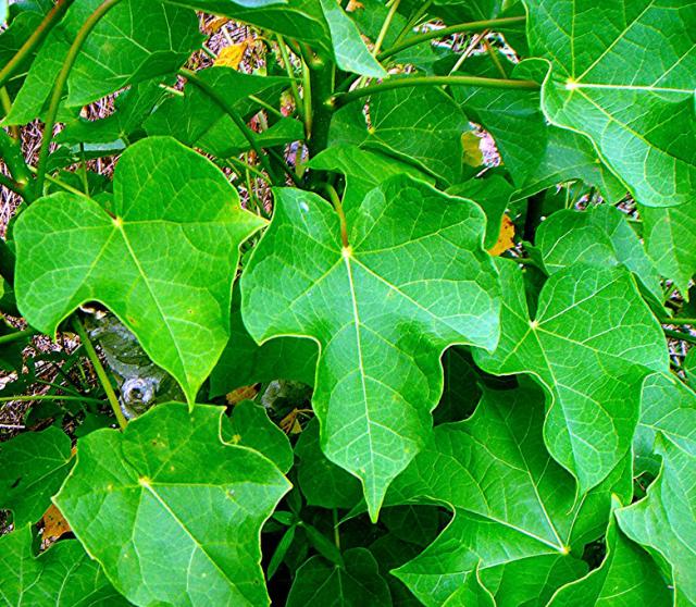 研究室で合成された植物化合物(Curcusone D)は、これまで「難攻不落」だった癌タンパク質(BRAT1)を標的とする可能性を秘めている