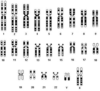 人の脳で両親の遺伝子の発現に差があることが判明