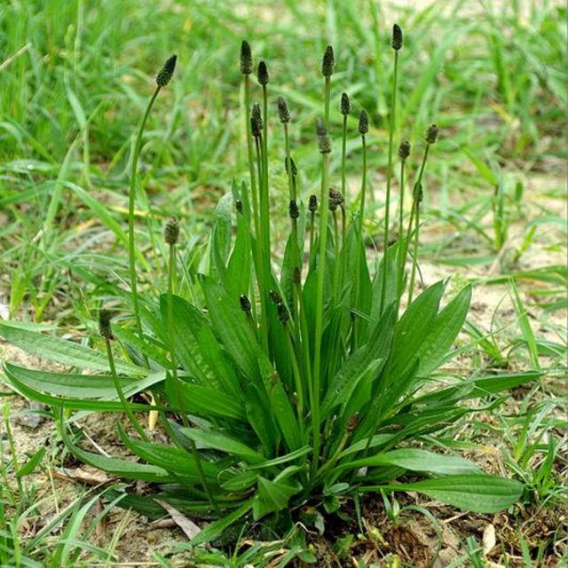薬用植物は生物多様性ホットスポットで繁栄する