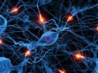 USP9X遺伝子が脳の発達に重要な役割