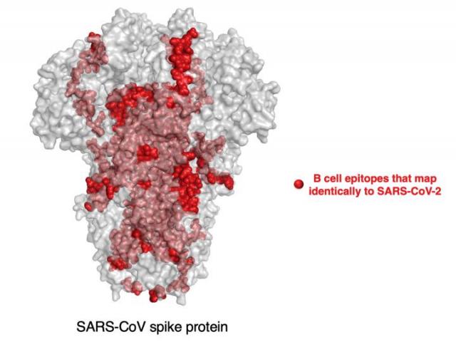 香港の科学者が新型コロナウイルスのワクチン開発に光を当てる