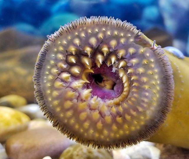 5億年前に脊椎動物への進化を解き放った遺伝子ファミリーをCRISPRで特定