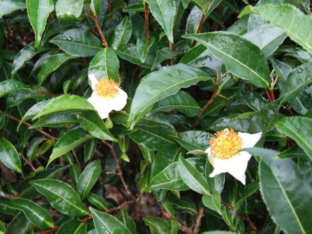 茶樹のゲノム解読完了。お茶の風味とカフェイン生合成の独立進化の解明へ