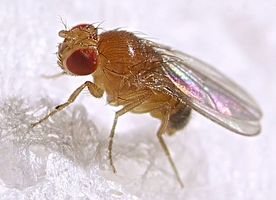 ショウジョウバエの遺伝子がガン治療薬に。
