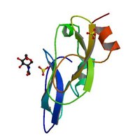 生物学的活性の要であるGAGプロテオグリカンの糖鎖配列が初めて解明