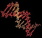 新しい遺伝子オン・オフ手法で、より複雑な合成生物学的遺伝子回路が可能にも