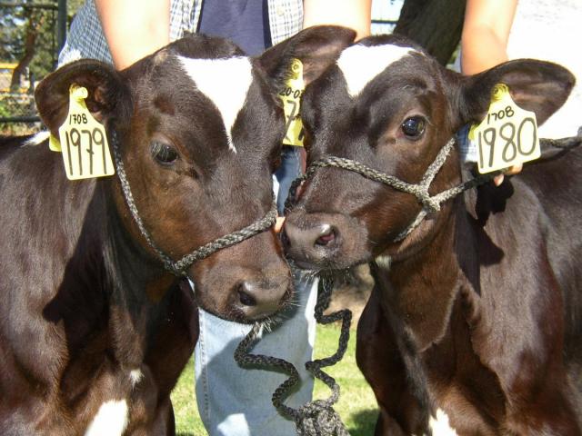 牛の研究から哺乳動物のクローンが失敗し易い理由を解明