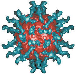ポリオウイルスで脳腫瘍治療の可能性