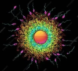 女性の生殖寿命に影響を与える約300の遺伝子変異が特定され、マウスで生殖寿命を延ばすための遺伝子操作に成功