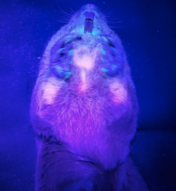 研究によりホリネズミの生物蛍光が明らかになった