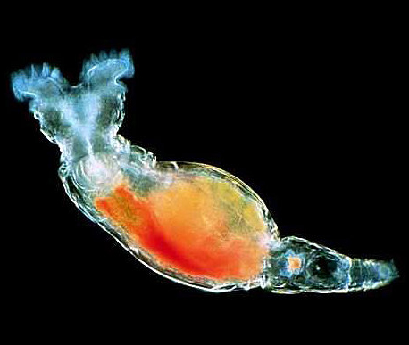 多細胞化した北極圏のワムシが2万4,000年もの冷凍保存を経て生き延びることが判明。人体の冷凍保存法の手がかりとなるか?