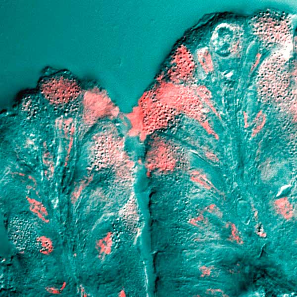 ムチンを人工的に製造する方法を発見。将来、消化管内の粘液効果を模倣した薬が誕生するかもしれない。