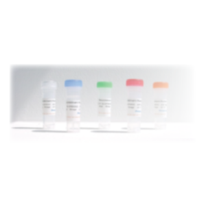 Osteogenetics cytokines サイトカイン試薬(BMP2)