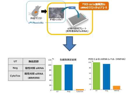 PXB-cells PXB-cells