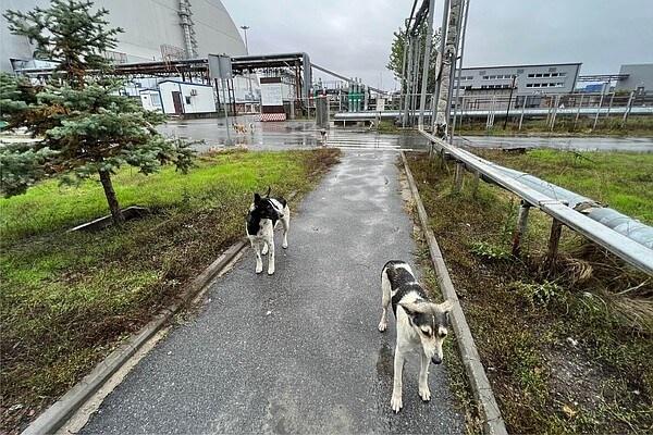 チェルノブイリの野良犬が教えてくれる、汚染環境下でのサバイバル術