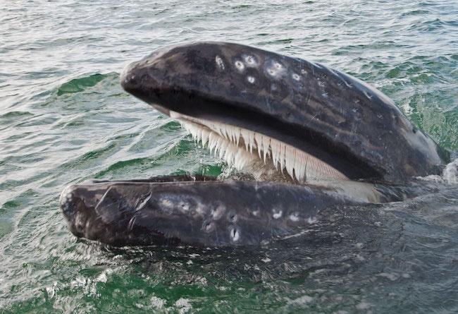 クジラの突然変異率は、これまでの報告よりも格段に高いことが判明