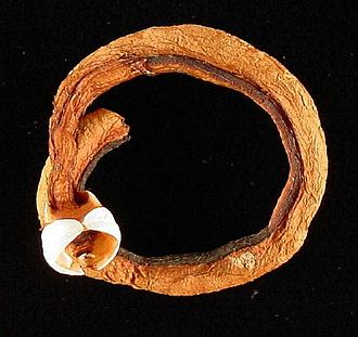 "裸のアサリ"を使い、持続可能な方法で木材を美味しくタンパク質豊富な食品に変える方法