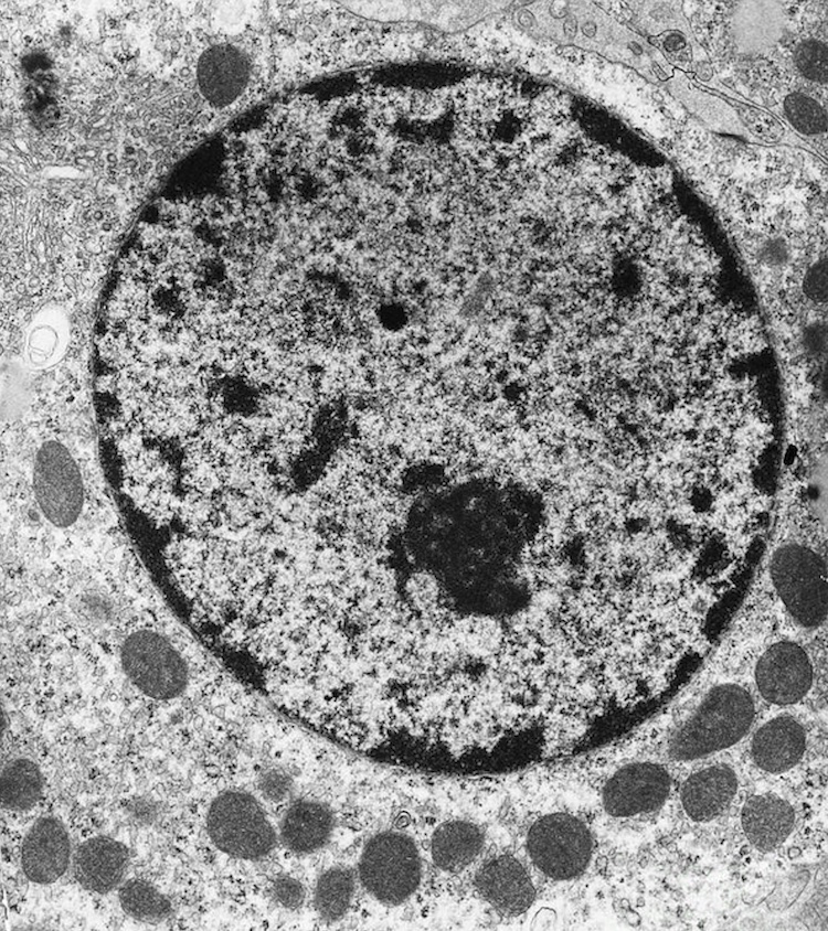 細胞核の力学的構造を初めて可視化する新技術を開発