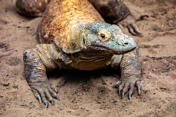 コモドドラゴンの進化した歯:恐竜の生態系を解き明かす鍵