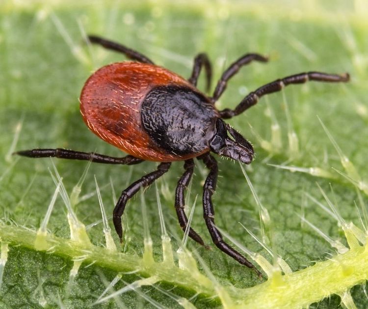 人間の汗に含まれるタンパク質がライム病を防ぐ鍵を握る