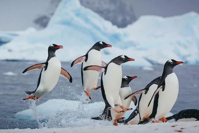 ペンギンの羽の構造が効果的な防氷技術に。電線や風力タービン、さらには航空機の翼に付着する氷を化学薬品なしで除去する方法を開発。