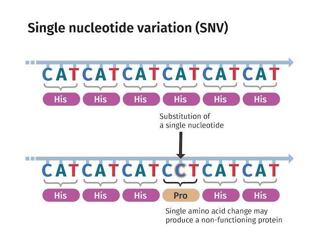 がんの小さな変異(一塩基変異)を特定する新しいin vivo塩基編集ツールが研究界で注目を浴びる