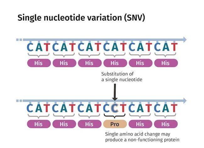がんの小さな変異（一塩基変異）を特定する新しいin vivo塩基編集ツールが研究界で注目を浴びる