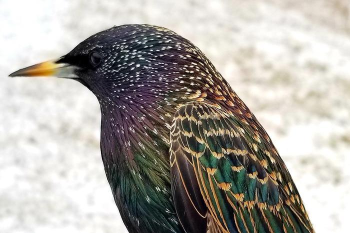歌う鳥の発声学習能力が問題解決スキルや脳の大きさと関連