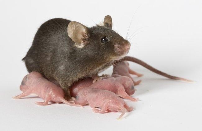 妊娠中の脳は”再配線”され、母親としての役割に備えることが判明