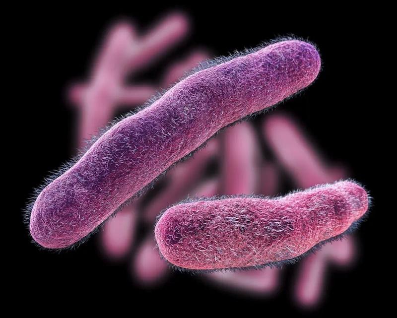 赤痢菌の毒性発現の重要なトリガーを特定