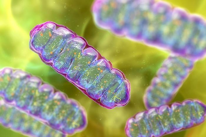 抗酸化物質グルタチオンがミトコンドリアを健康に保つ仕組み