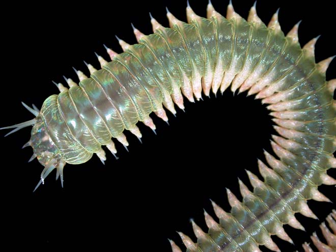 海ミミズが特殊なタンパク質で太陽光と月光を区別する仕組みを解明