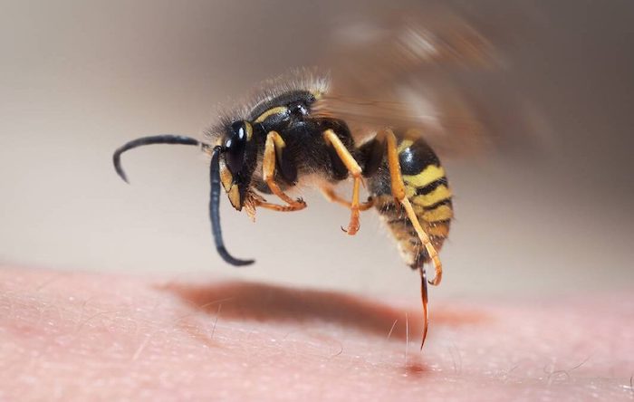 毒は針に先行していた: ゲノム研究がハチの毒の起源に光を当てる
