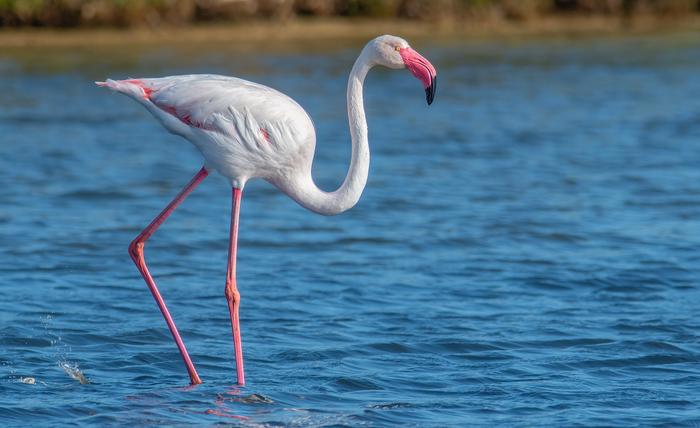 鳥類進化の誤解を解く:組換え抑制DNAの発見