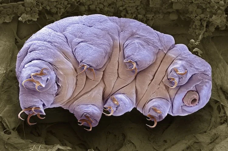 デング熱の急増：南アメリカとプエルトリコでの異常な発生