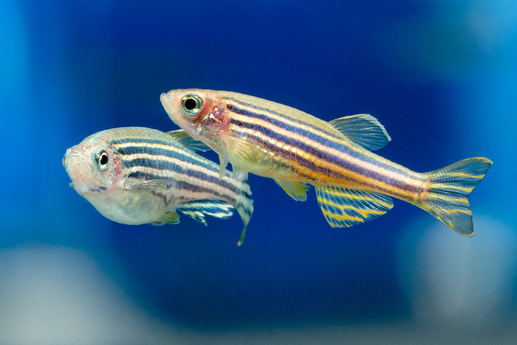 ゼブラフィッシュの心臓再生メカニズム:人間の治療に新たな光