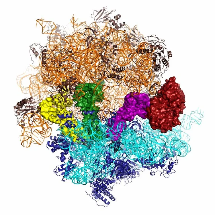 ヒトゲノムの未知の領域で新たな病気の手がかり
