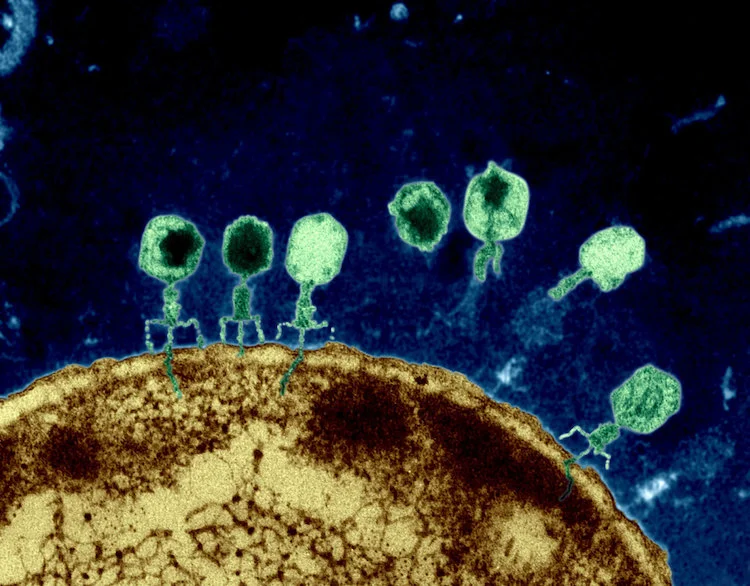 薬剤耐性菌に立ち向かう「デザイナー・ウイルス」：合成バクテリオファージの新時代