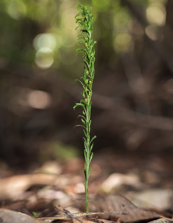 世界最大のゲノムを持つ植物、トネリコシダの驚異