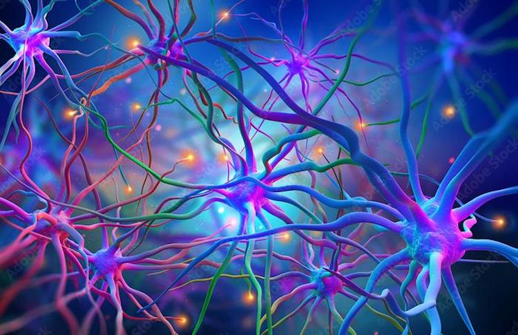 ハンチントン病の新たな発見:血管への影響も明らかに