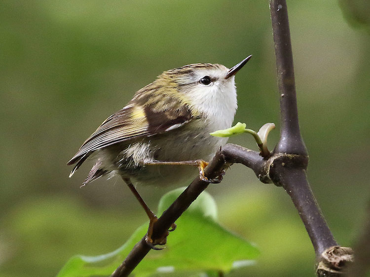 鳥類の音声学習に新たな視点:ティティポウナムの研究