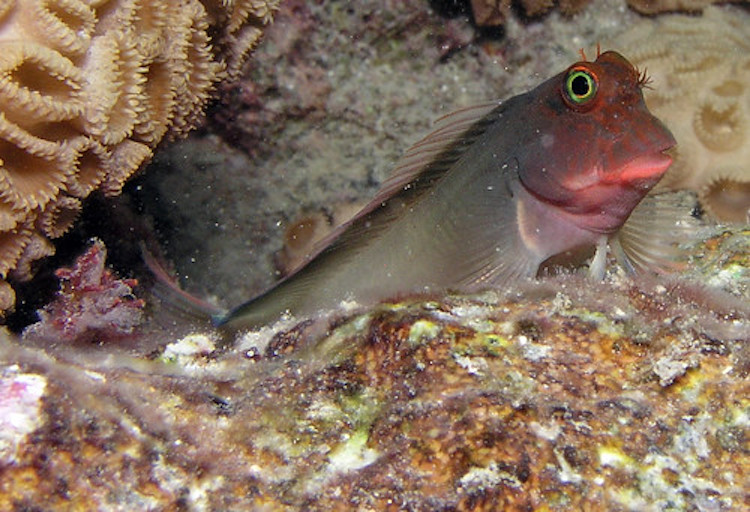 世界中の海洋魚に広がる新種の寄生虫、遺伝子解析で解明